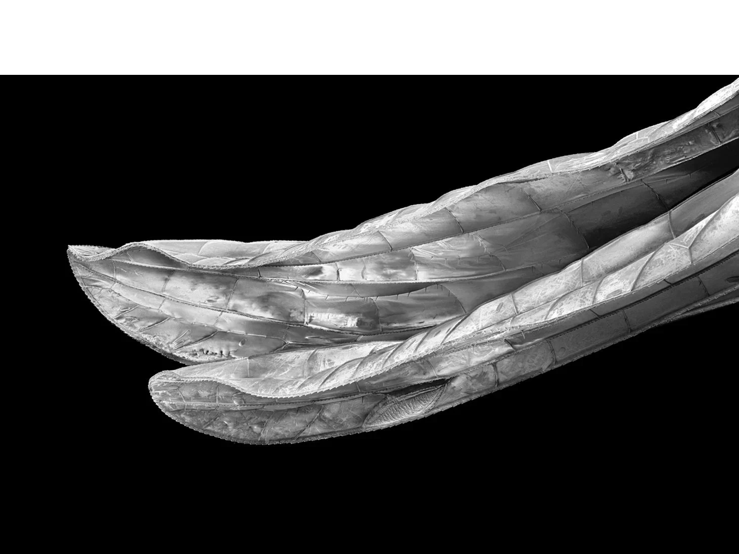 Cuban Dragonfly Wings, 2023