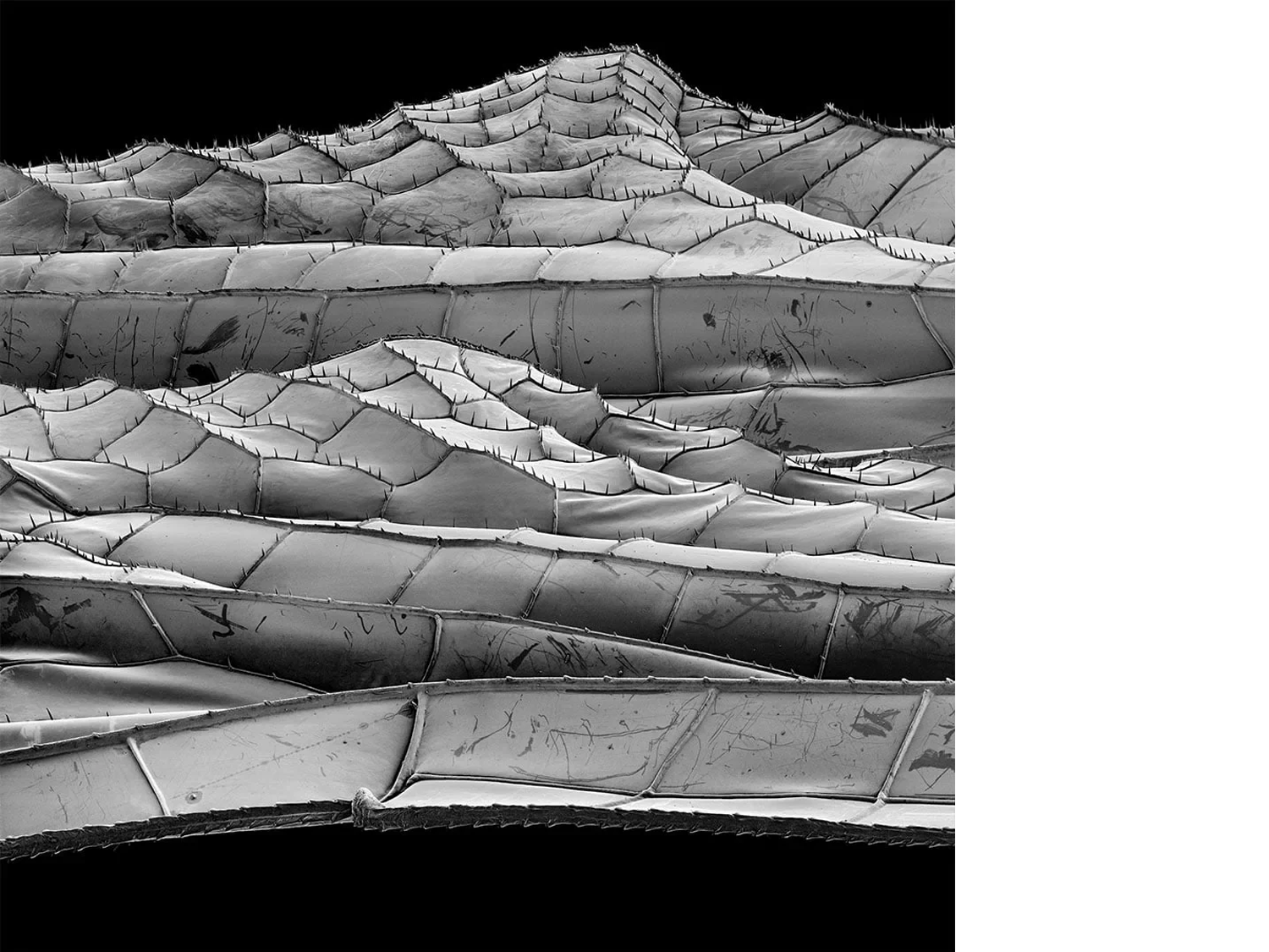 Ontario Dragonfly Wings, 2023