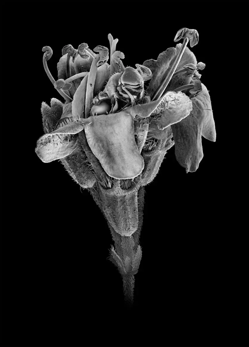 Ant in Ontario Mint Plant, 2023