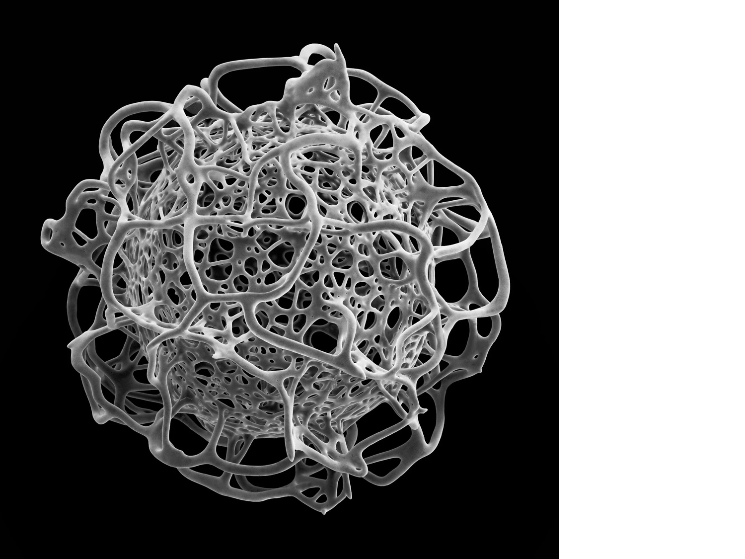 Radiolarian #1, 2023