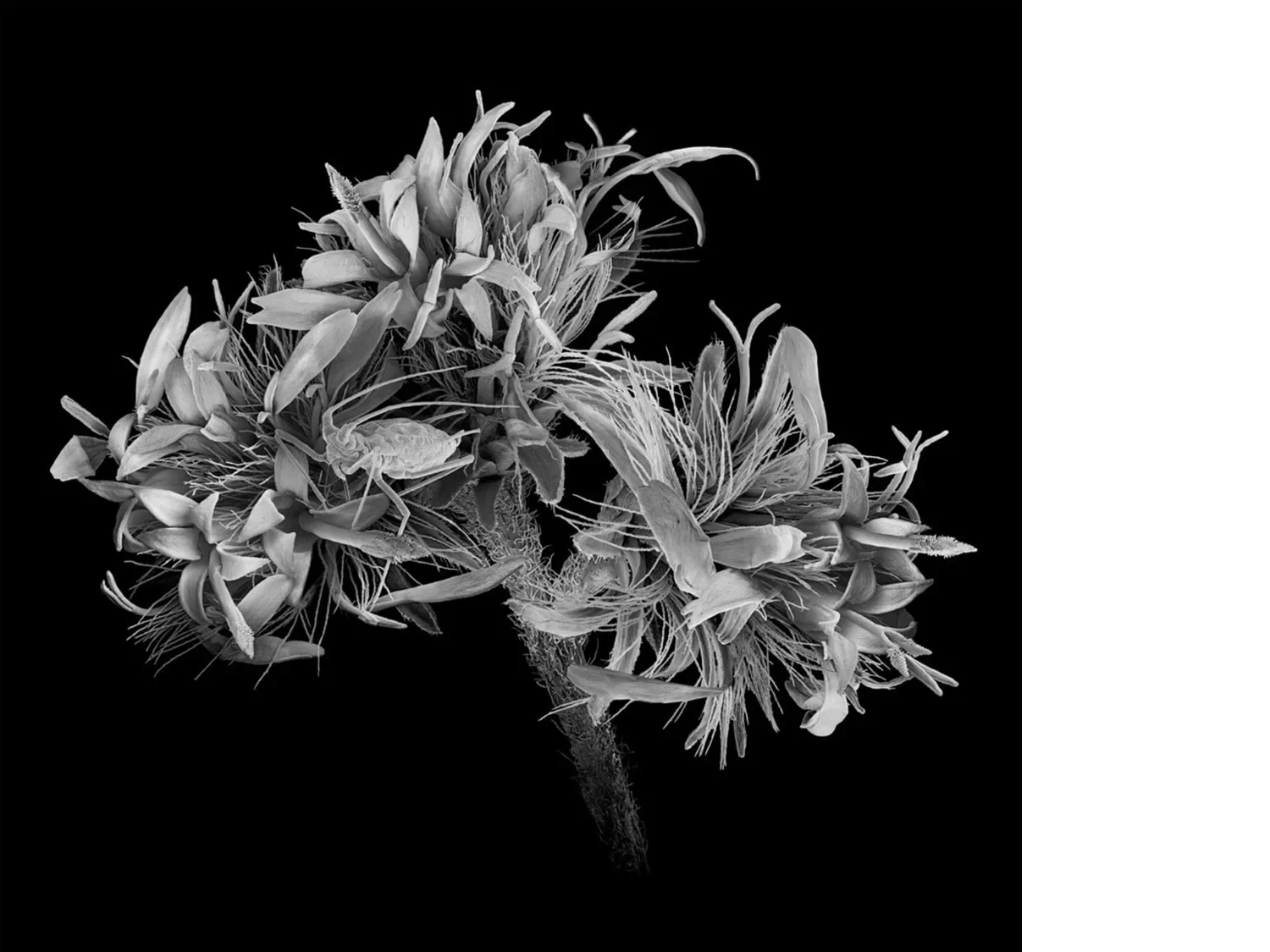 Ontario Aphid in Flowers, 2023