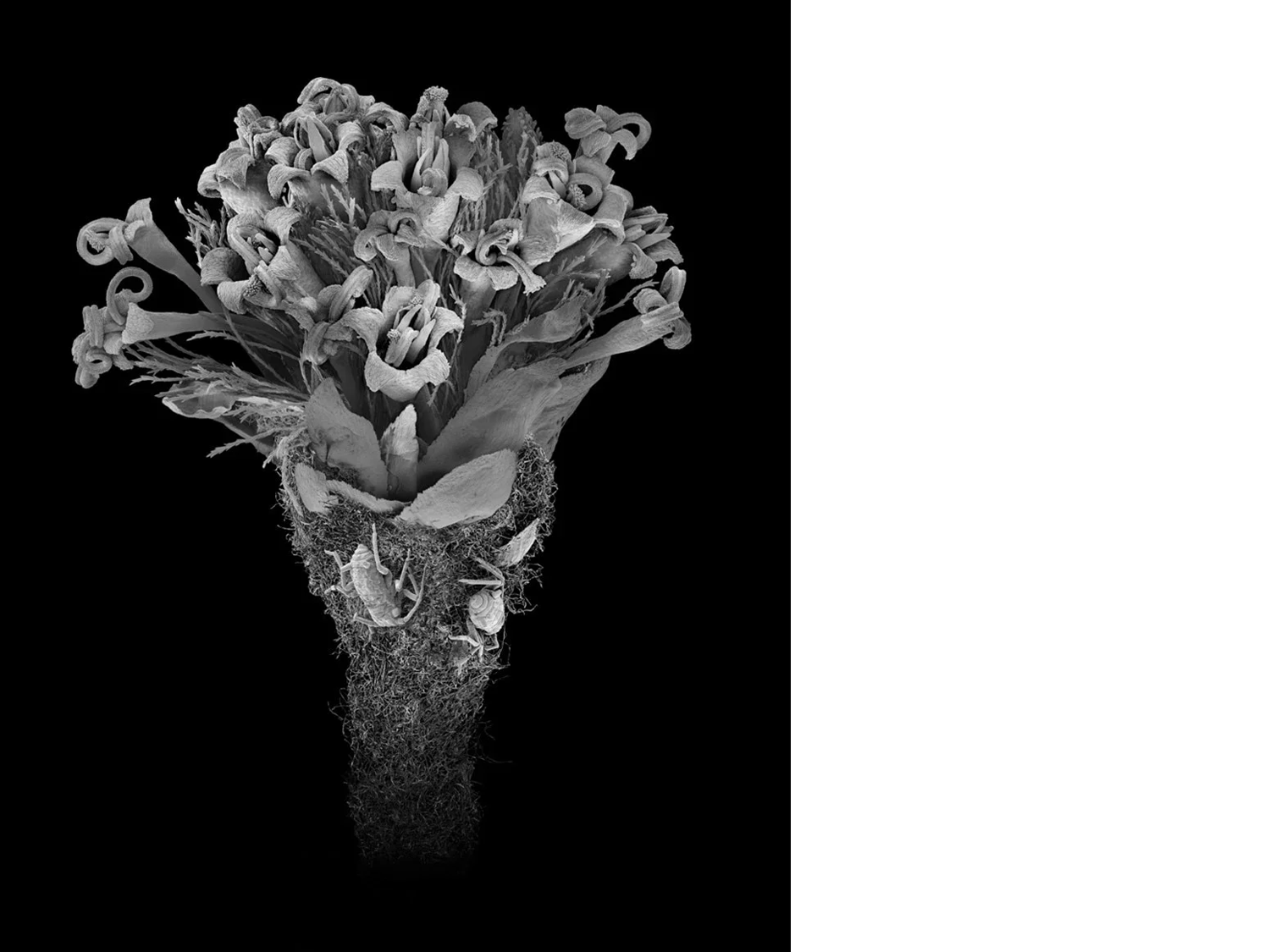 Flowering Adriatic Plant with Aphids, 2023