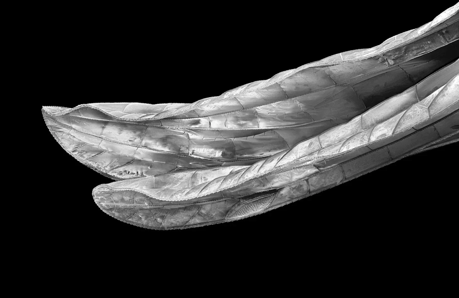 Cuban Dragonfly Wings, 2023