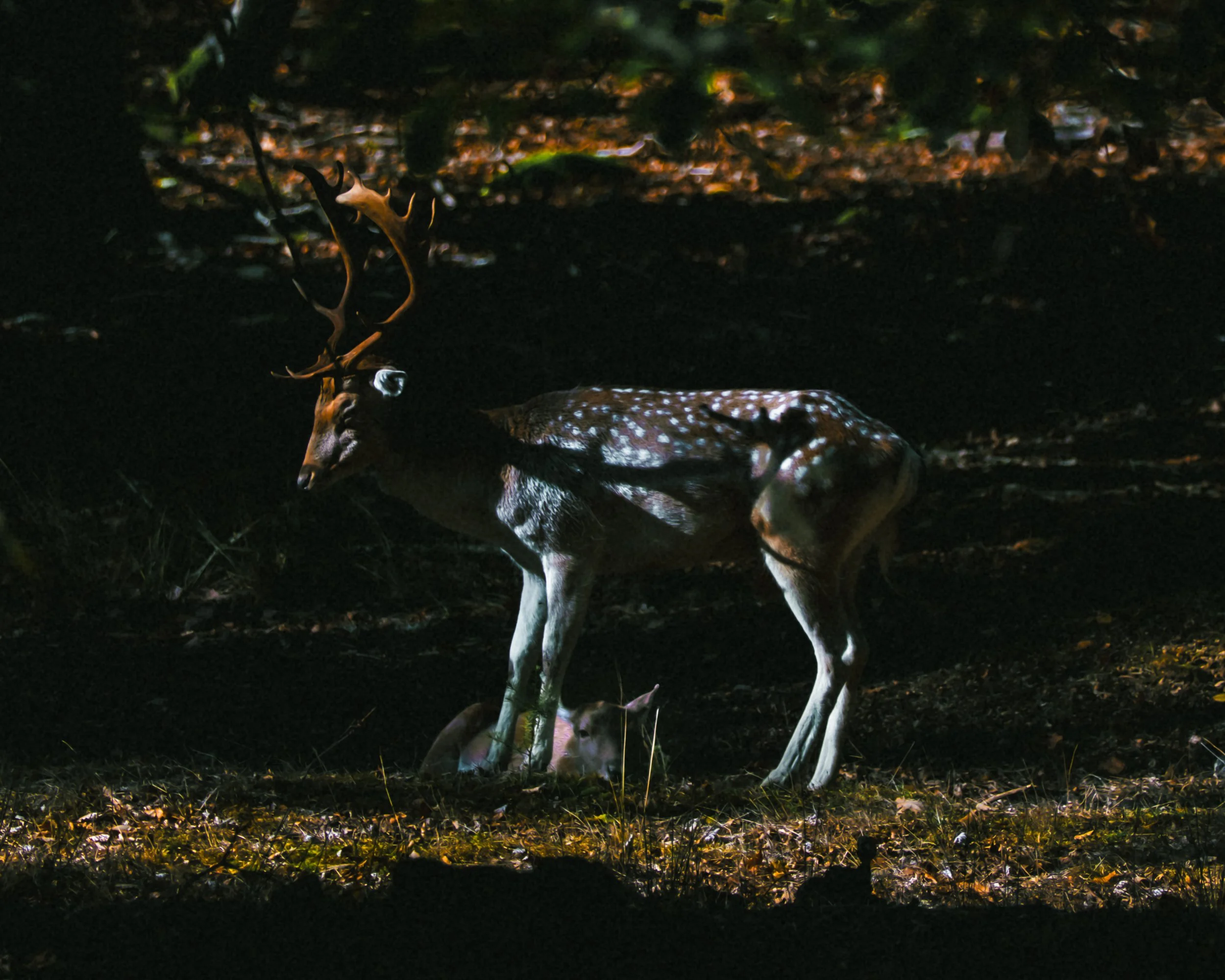 DSCF6113.jpg