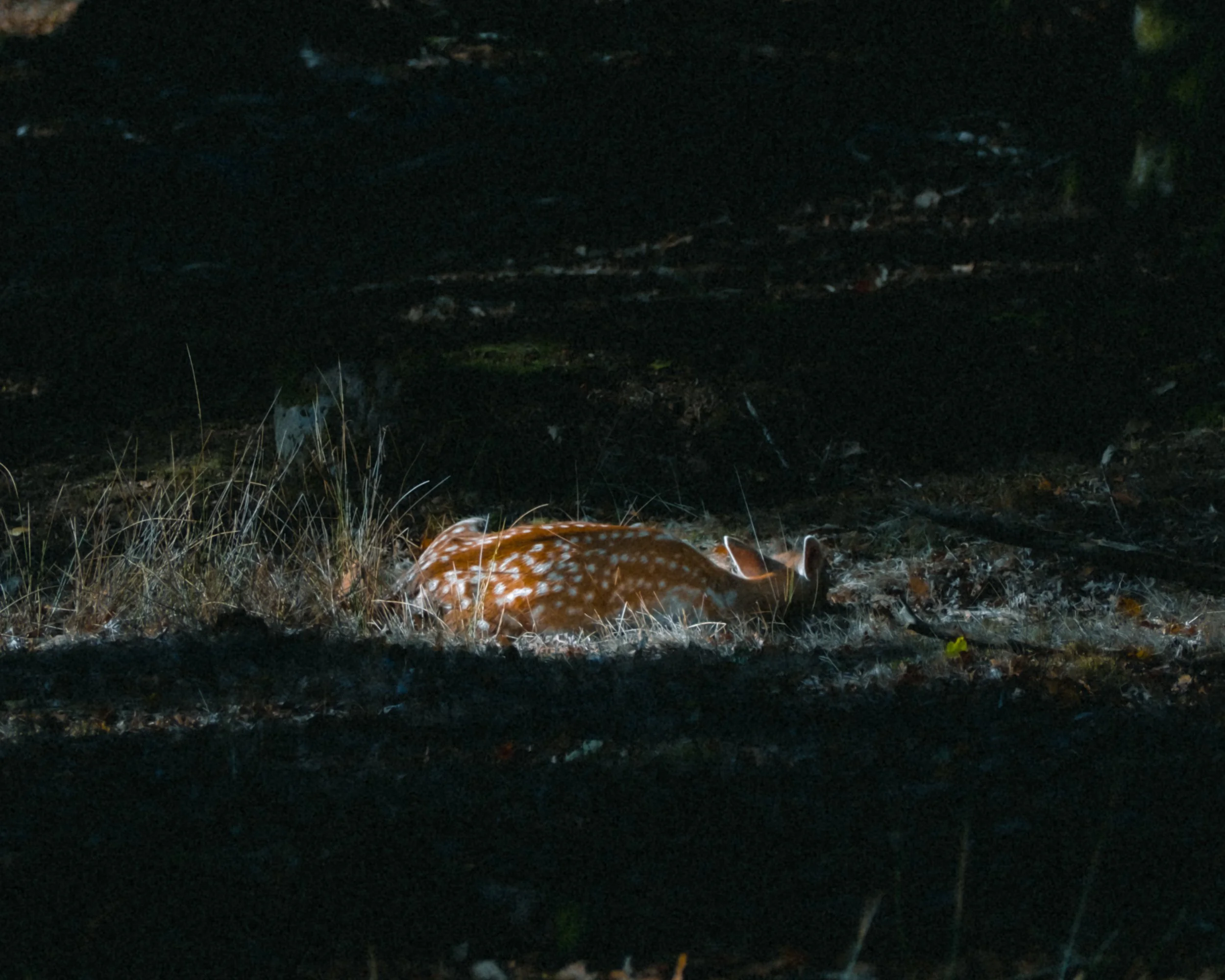 DSCF6120-2.jpg