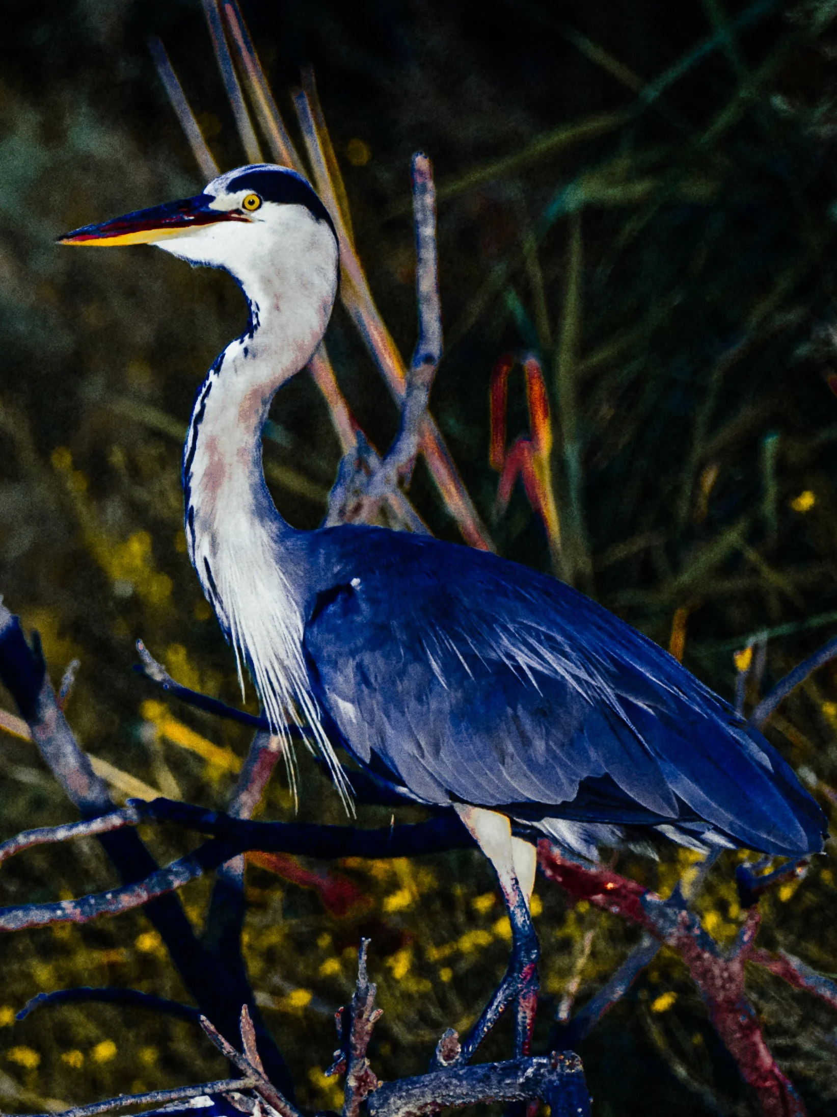 DSCF4962.jpg