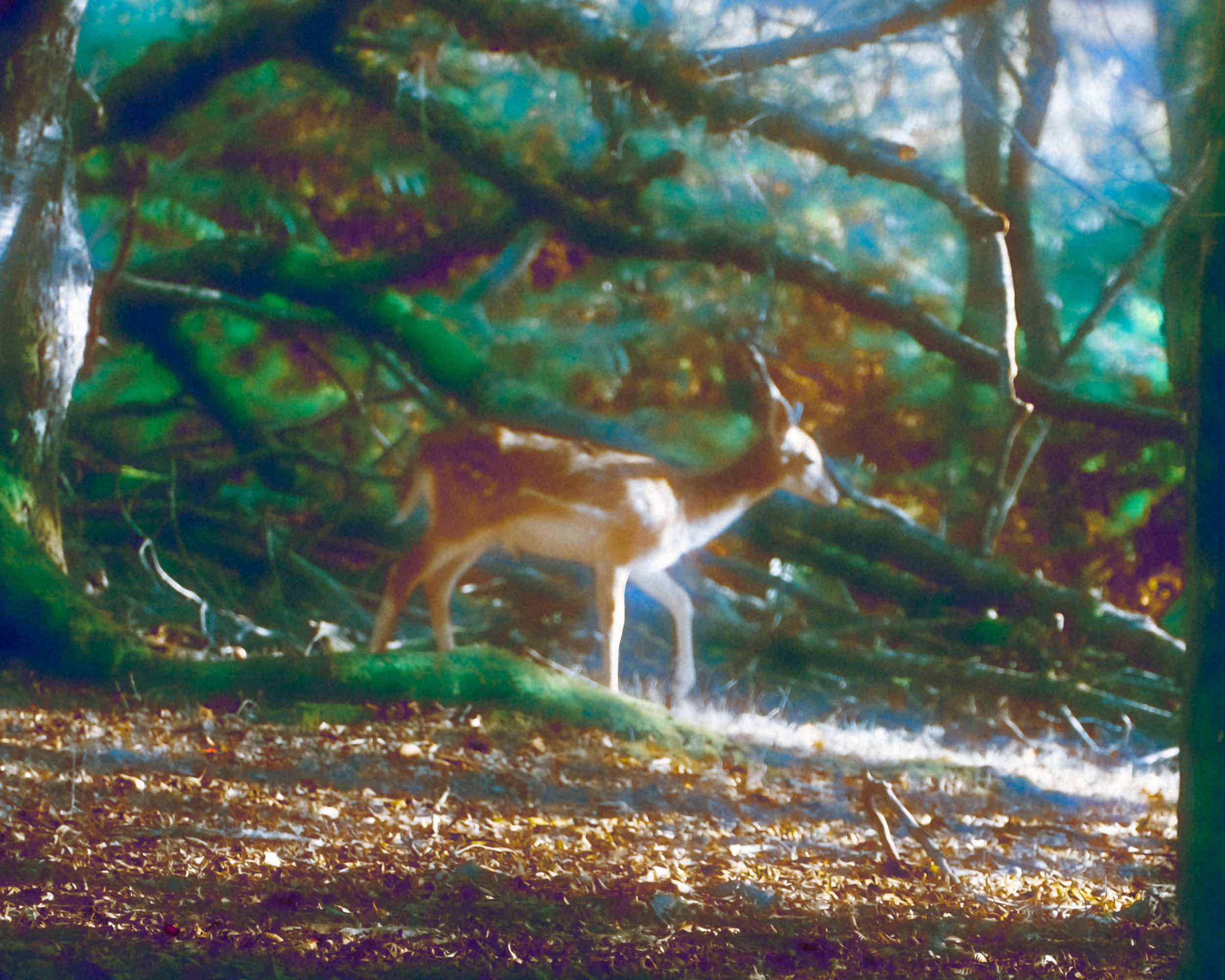 DSCF6253.jpg