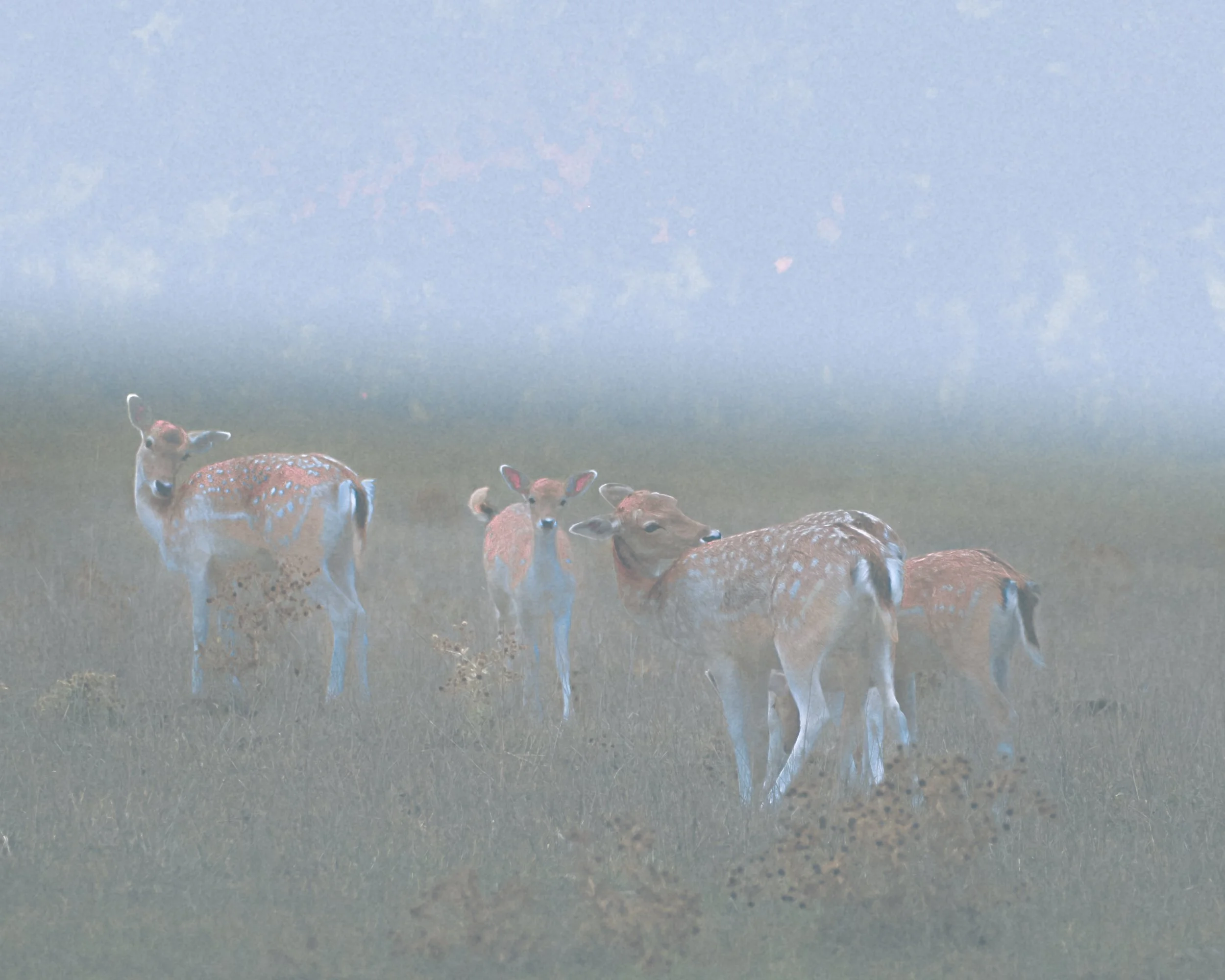 DSCF6018.jpg