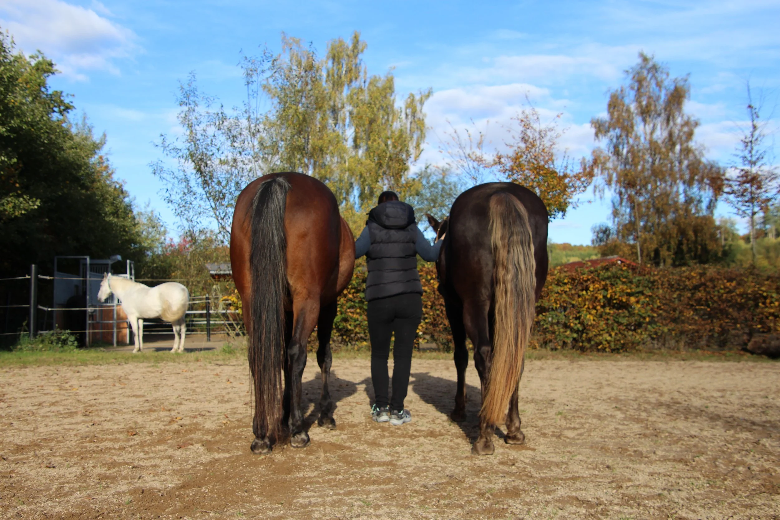Eine Frau steht zwischen zwei Pferden, die mit dem Rücken zur Kamera stehen. Es ist Herbst mit buntem Laub. Der Himmel ist blau mit einigen Wolken.