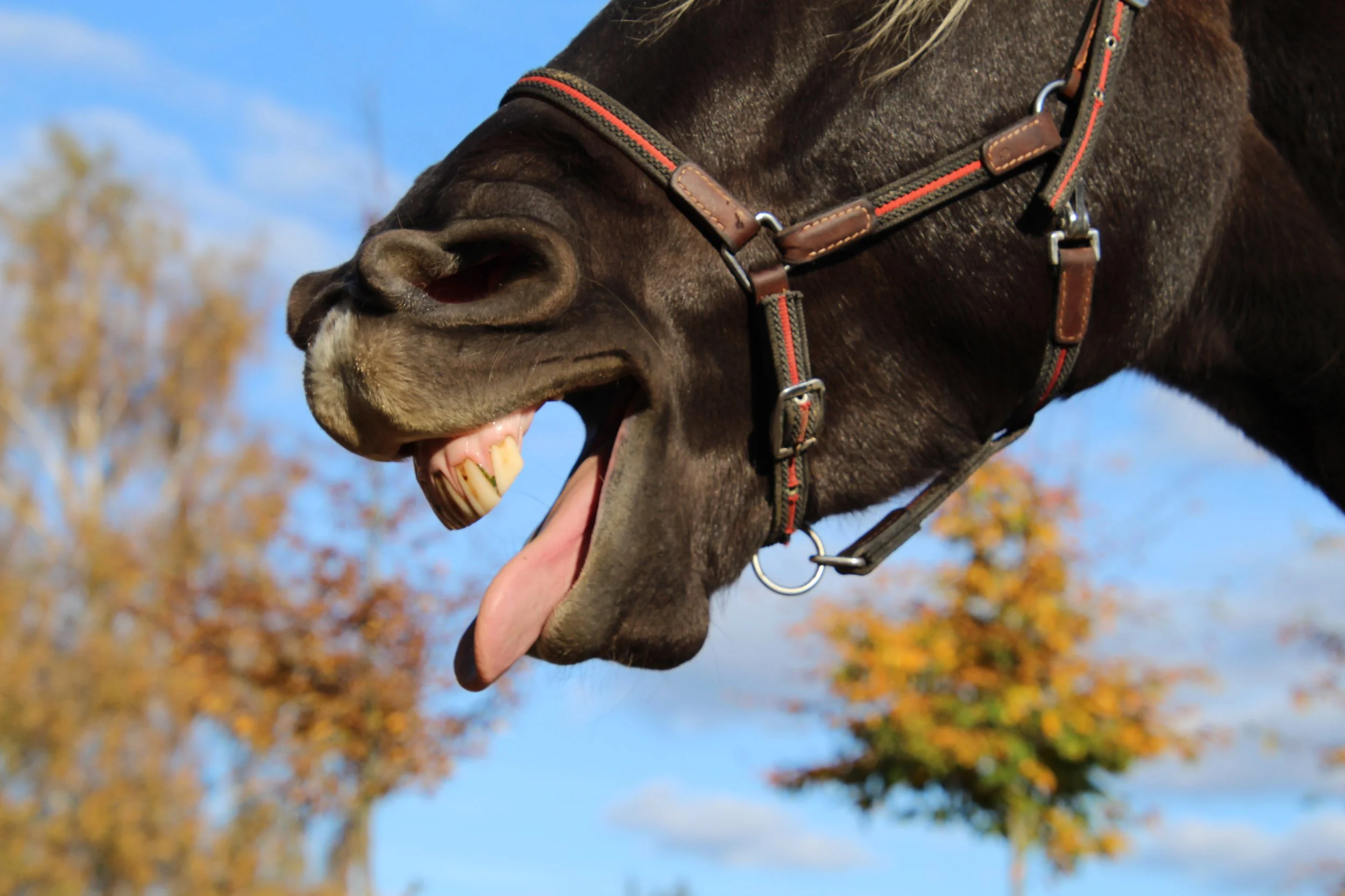 Ein braunes Pferd gähnt und streckt die Zunge heraus, hat ein Halfter an, vor einem blauen Himmel und Herbstbäumen im Hintergrund.