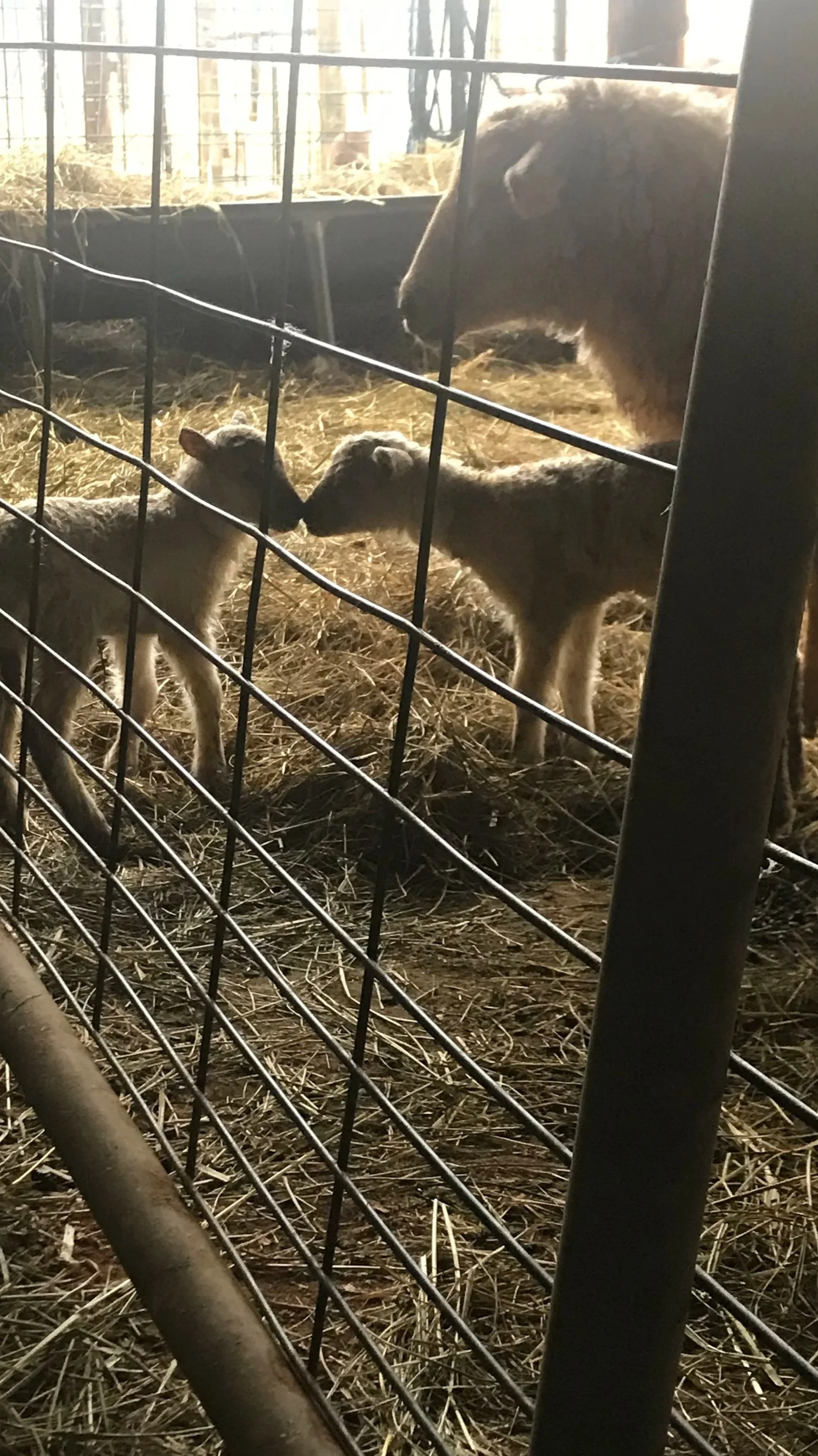 Gina Raicovich, Real Estate Agent & Land Consultant