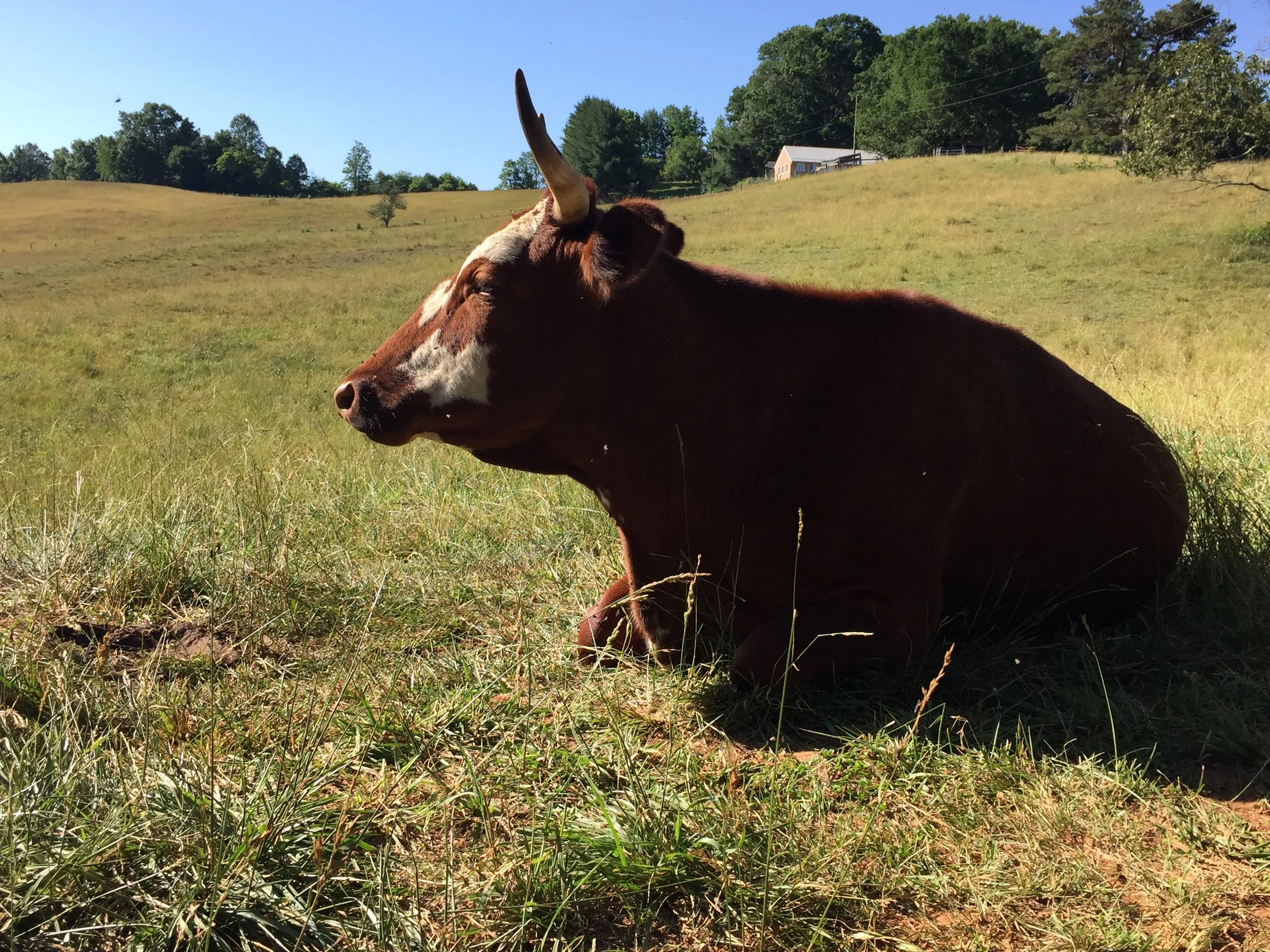 A cow with brown and white markings resting on green grass in a field, with trees and hills in the background under a clear blue sky.