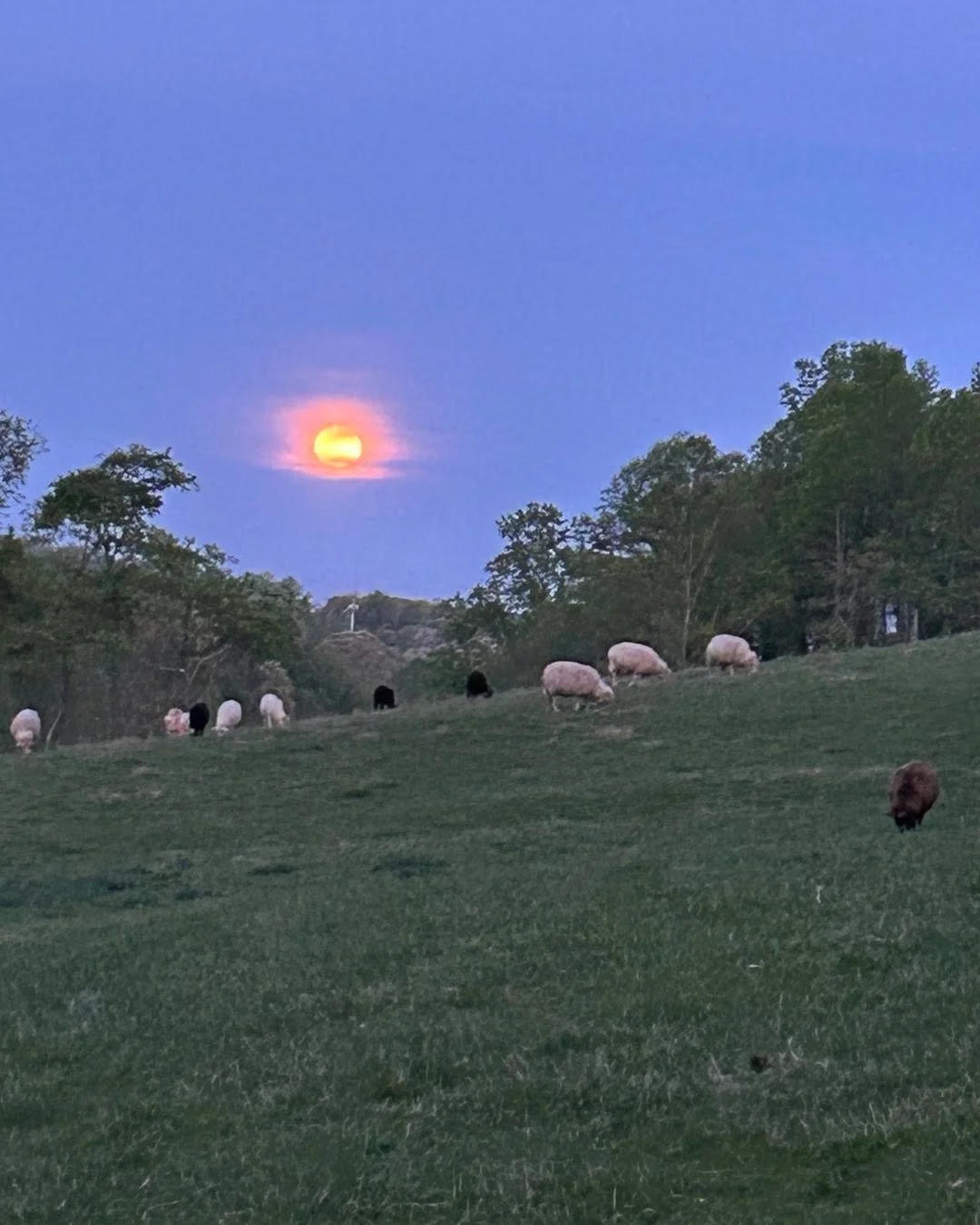 Amazing full moon tonight, rising over the sheep.