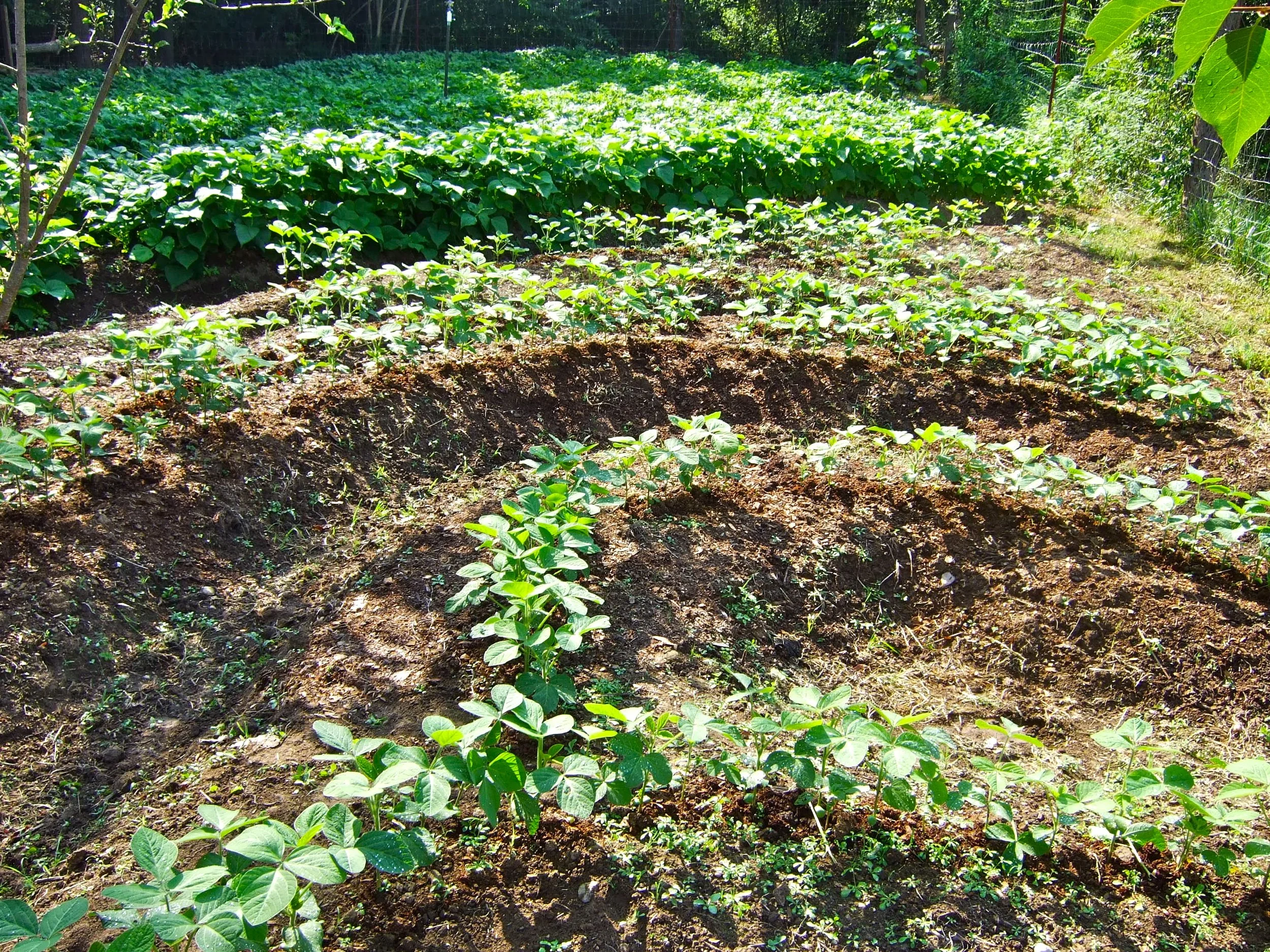 A garden with rows of green plants growing in rich soil, with a fence and trees in the background.