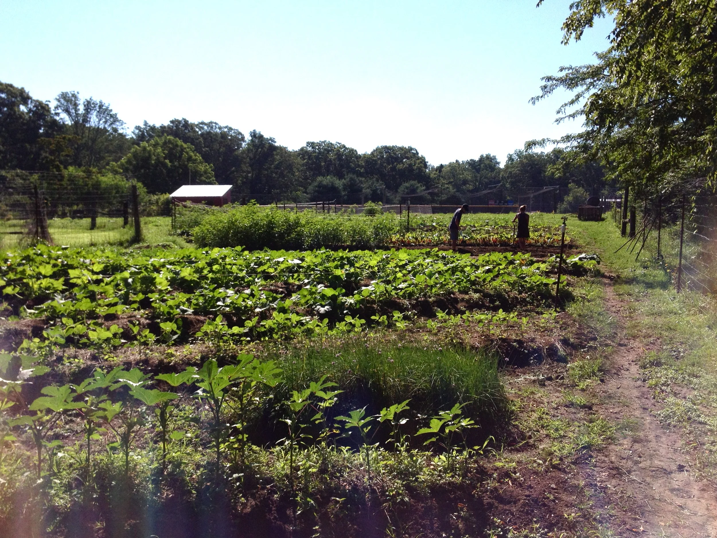 People working in a lush green farm with rows of plants and trees, fencing, and a small shed in the background under a clear blue sky.