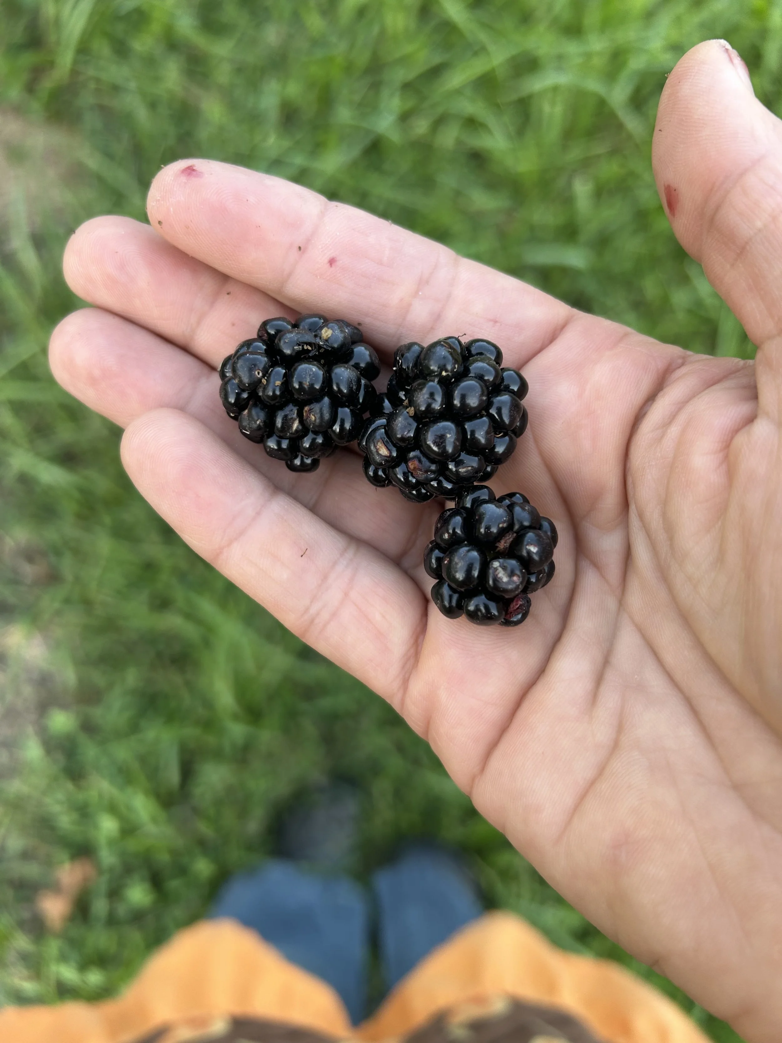 Gina Raicovich, Real Estate Agent & Land Consultant