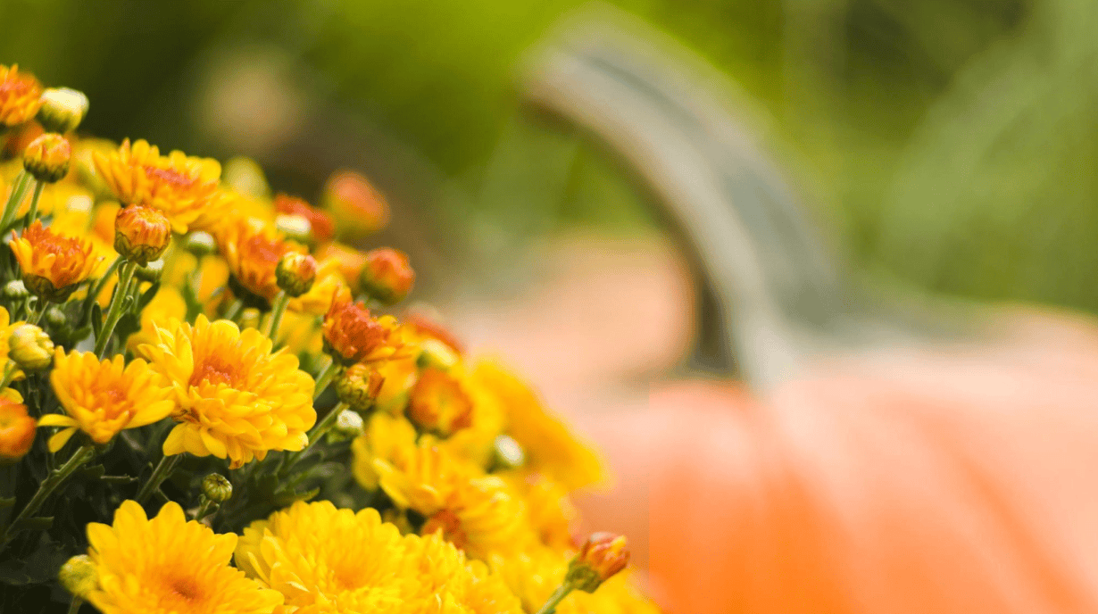 Yellow flowers with a pumpkin in the background; the pumpkin blurred to show perspective.