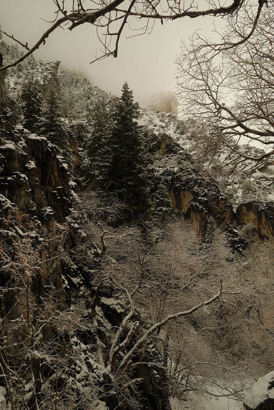 A forest-covered mountainside in Millcreek, Utah.