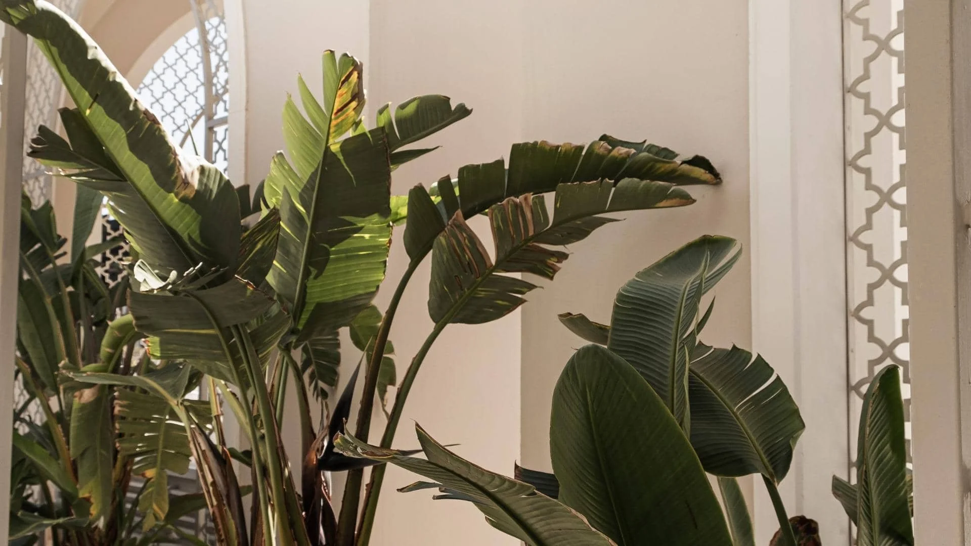 The upper half of big, leafy, green plants against a white wall with decorative windows on either side of the plant.