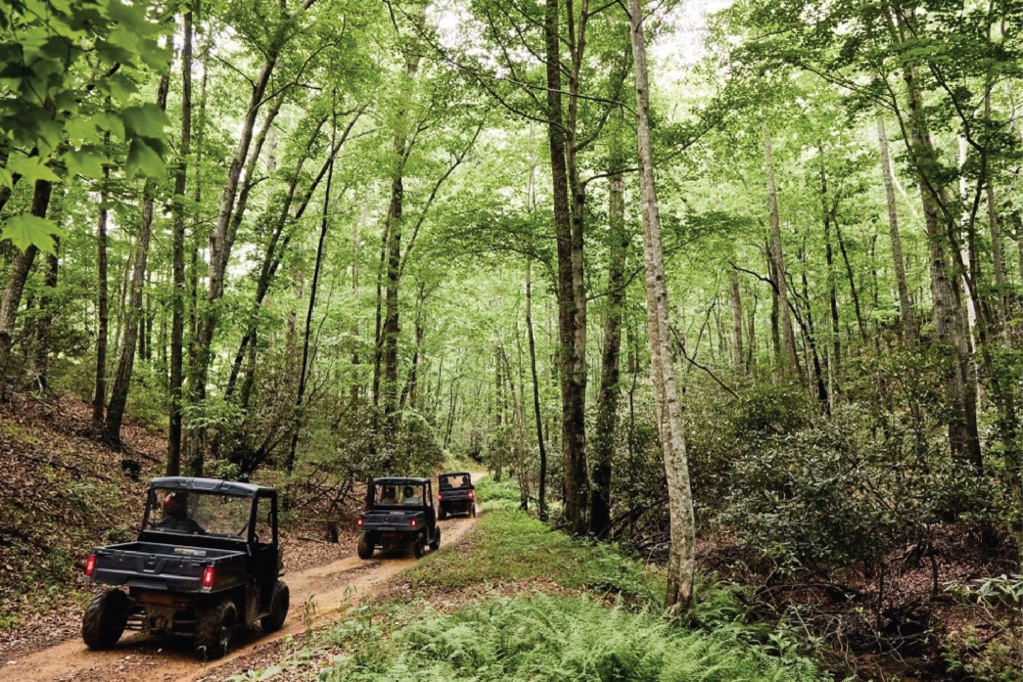 Three off-road utility vehicles driving on a dirt trail through a dense forest with tall green trees and ferns.
