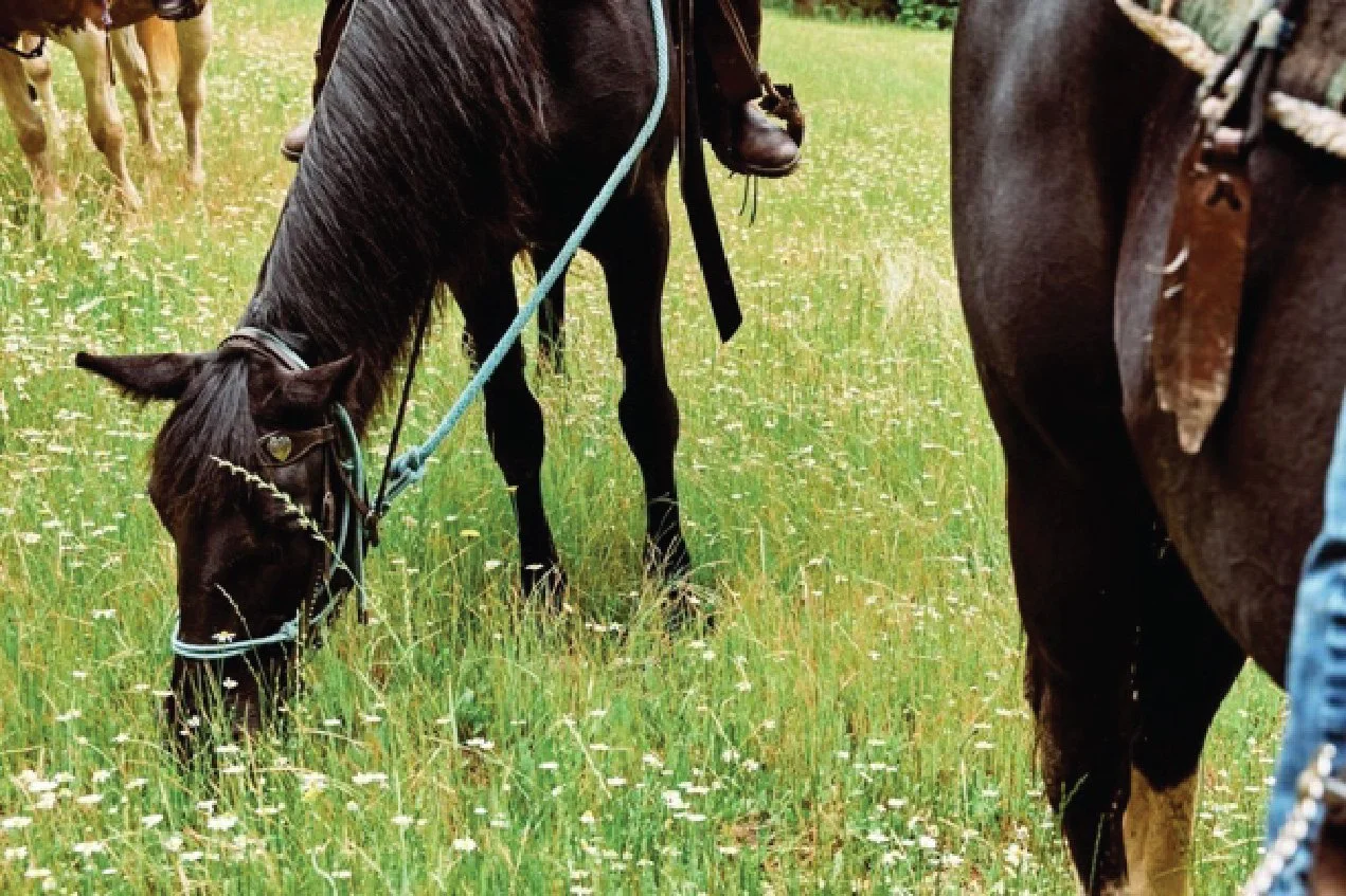 Horses grazing in a grassy field with wildflowers, seen from behind and side angles.