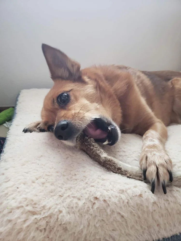 Dog chewing on deer antler.webp