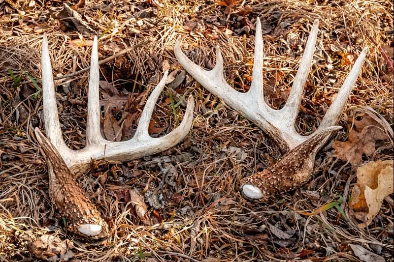 How Animals Shed Their Antlers: A Complete Guide to the Antler Cycle