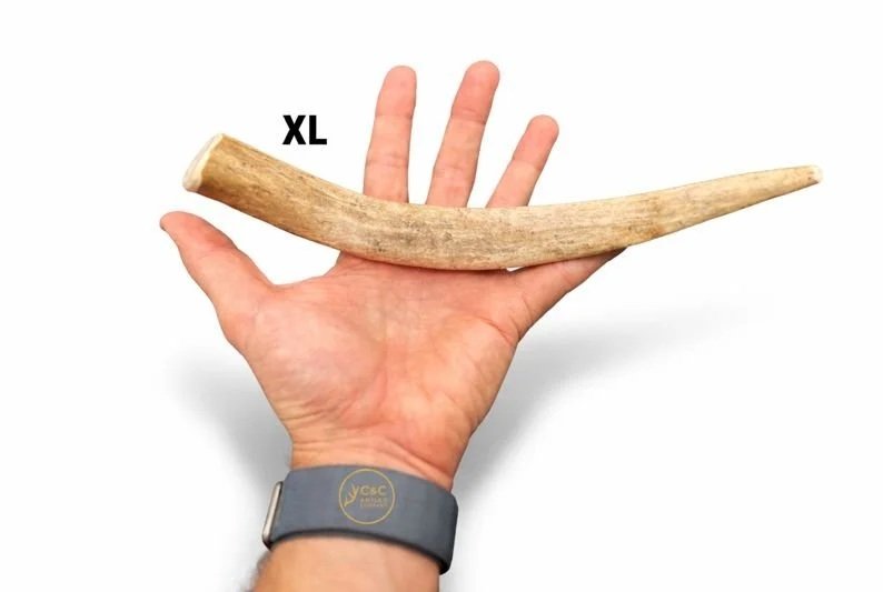 Deer+Antler+Dog+Chews+Tine+XL.jpg