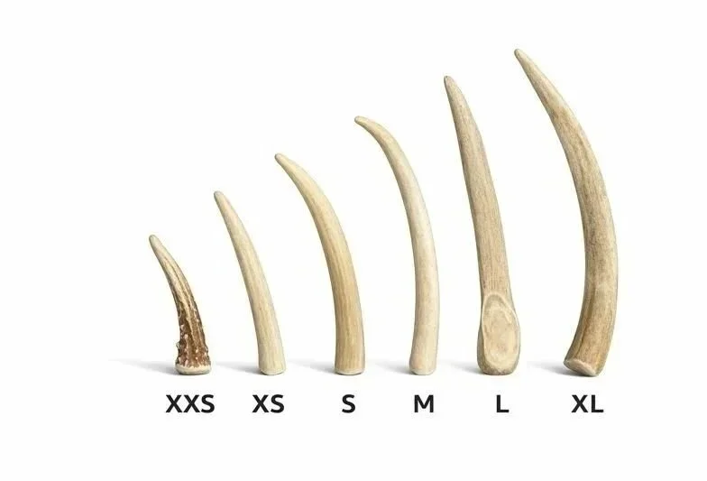 Deer Antler Dog Chews | Tines | Sizes XXS - XL
