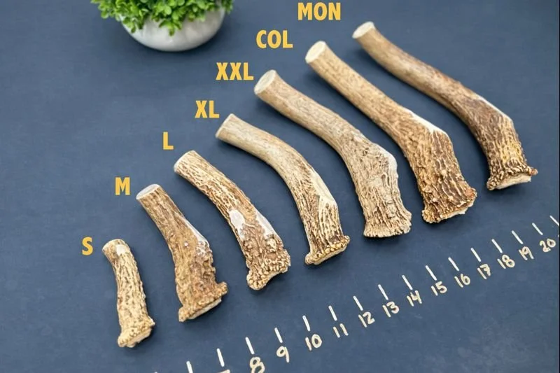 Deer Antler Dog Chew - Bases 2.jpeg