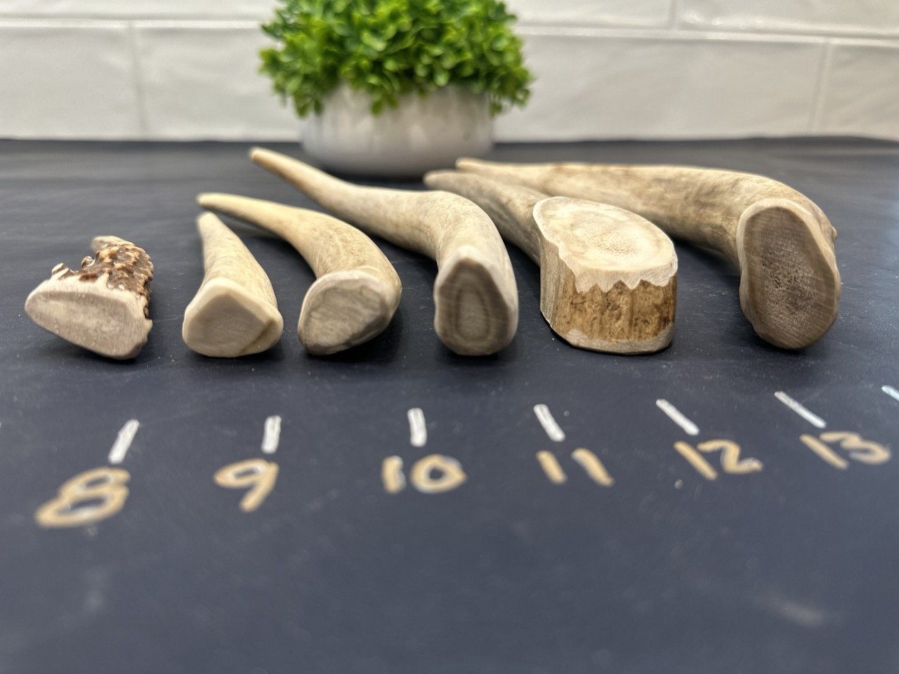 Deer Antler Dog Chews - Tines