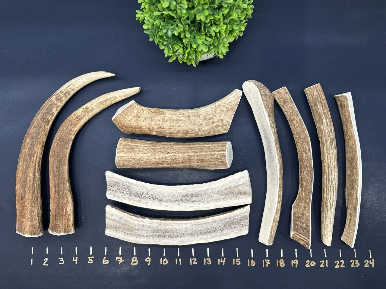 Elk Antler - Quarter Split Pieces