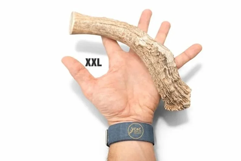 Deer+Antler+Dog+Chew+Base+XXL.jpg