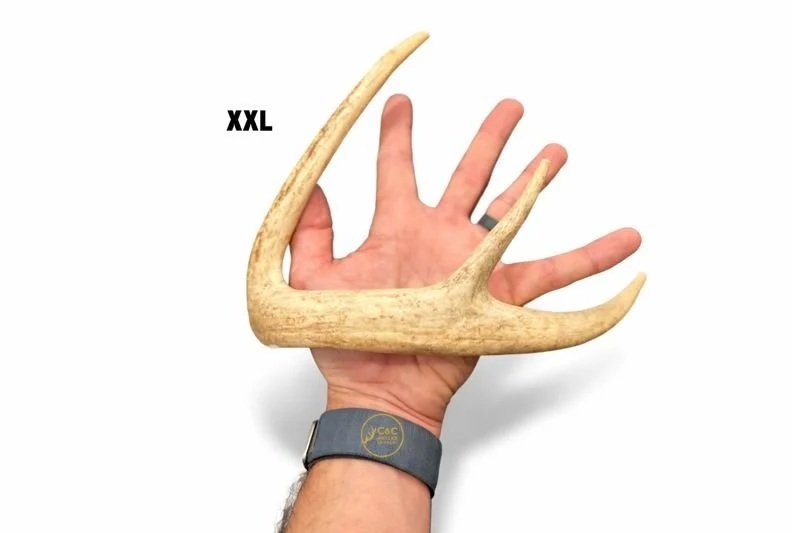 Deer+Antler+Dog+Chews+-+Beam+Ends+XXL.jpg