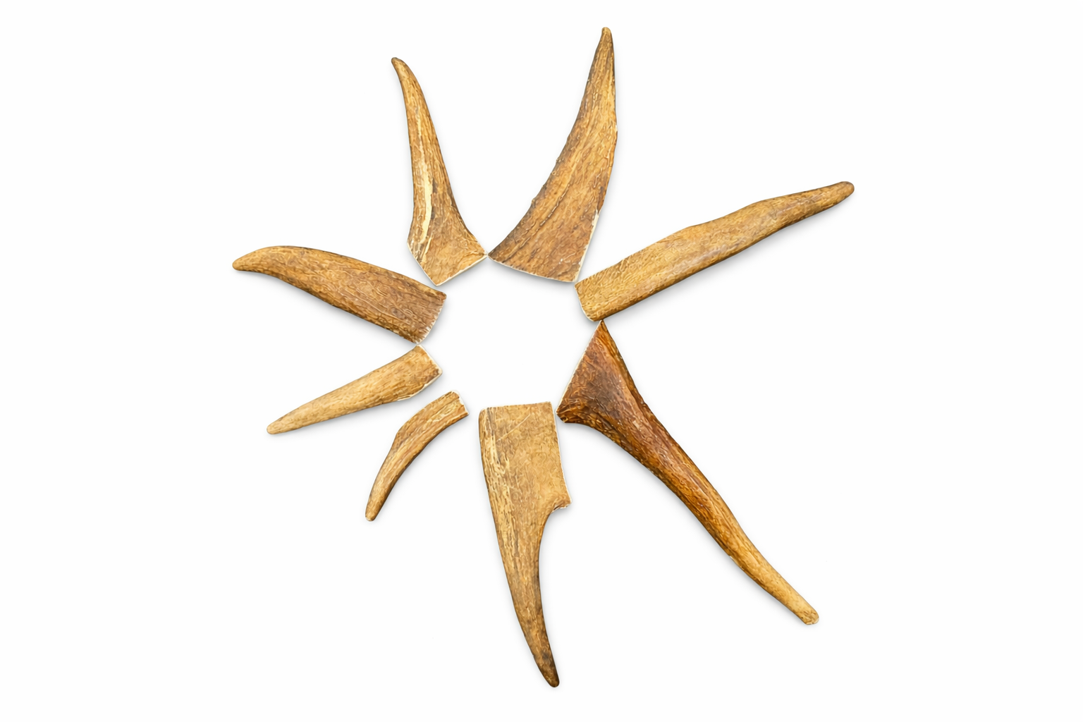 Moose Antler Tines Star.png