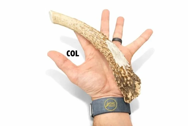 Deer+Antler+Dog+Chew+Base+Colossal.jpg