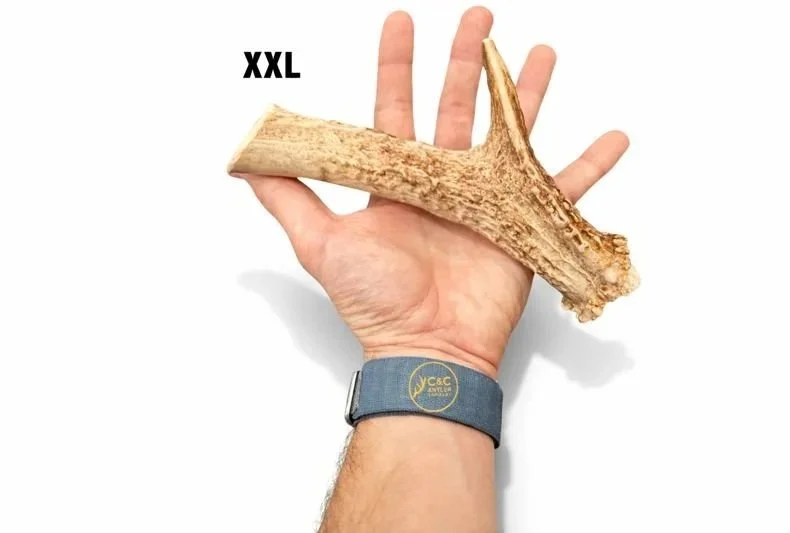 Deer+Antler+Dog+Chews+-+Base+With+Tine+XXL.jpg