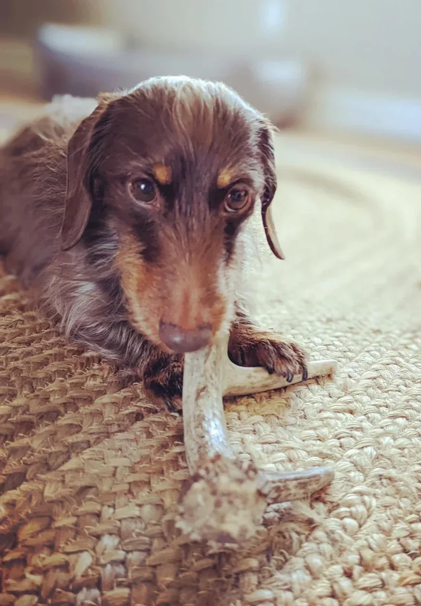 Deer Antler Dog Chews