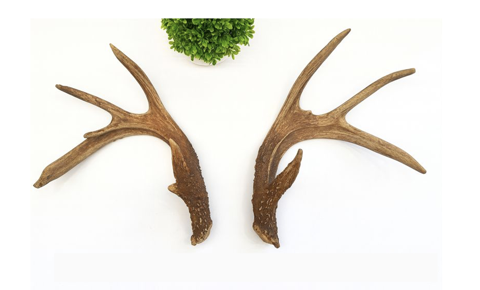 Matched Deer Antler Sets