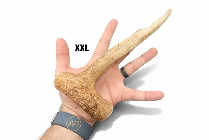 Deer+Antler+Dog+Chews+-+Tine+and+Beam+XXL.jpg