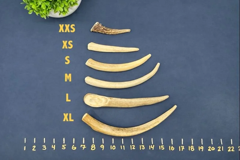 Deer Antler Dog Chew - Tines.jpeg