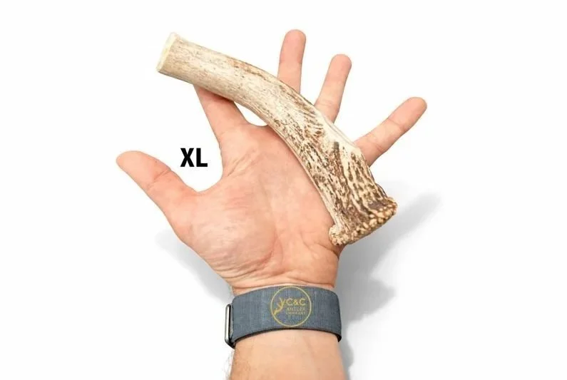 Deer+Antler+Dog+Chew+Base+XL.jpg