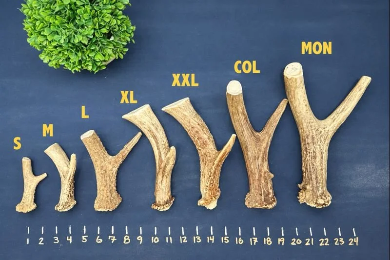 Deer Antler Dog Chew - Bases 6.jpeg