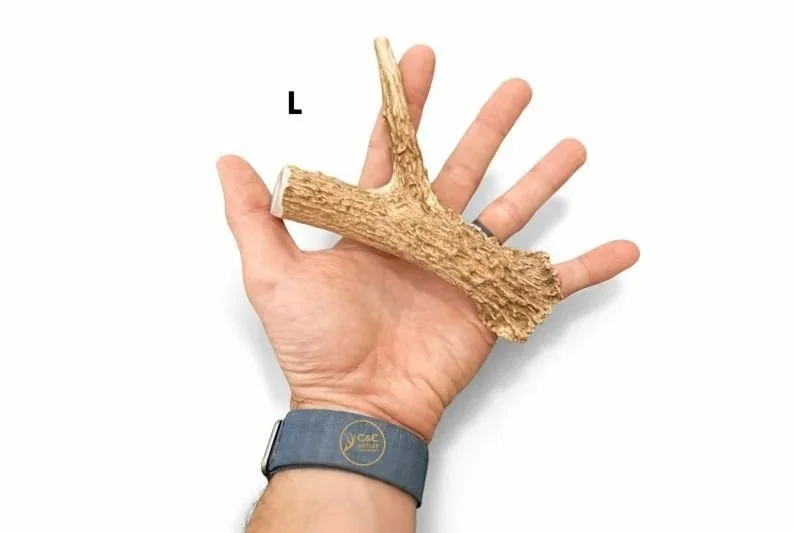 Deer+Antler+Dog+Chews+-+Base+With+Tine+Large.jpg