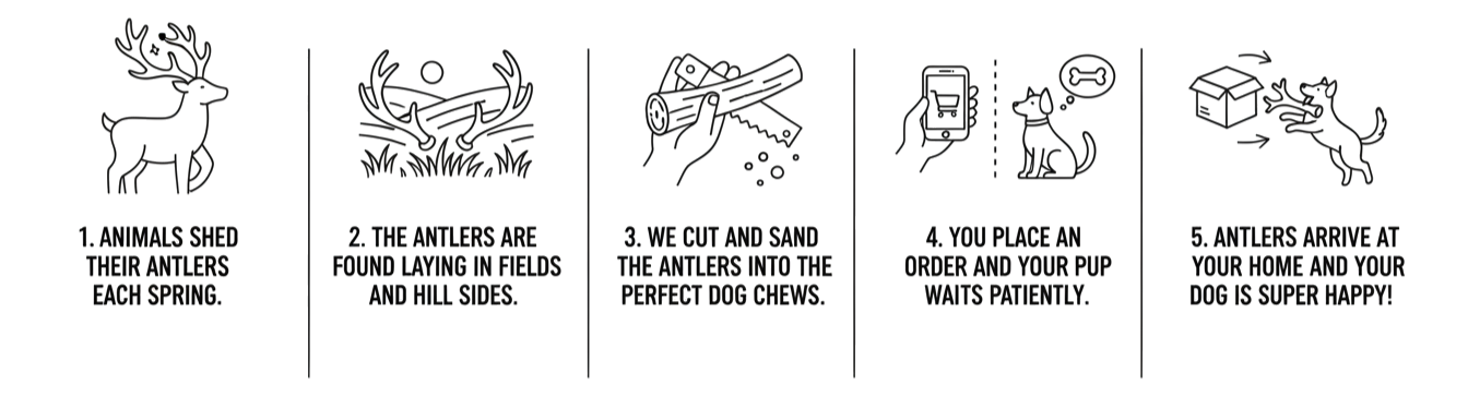 How The Antler Process Works