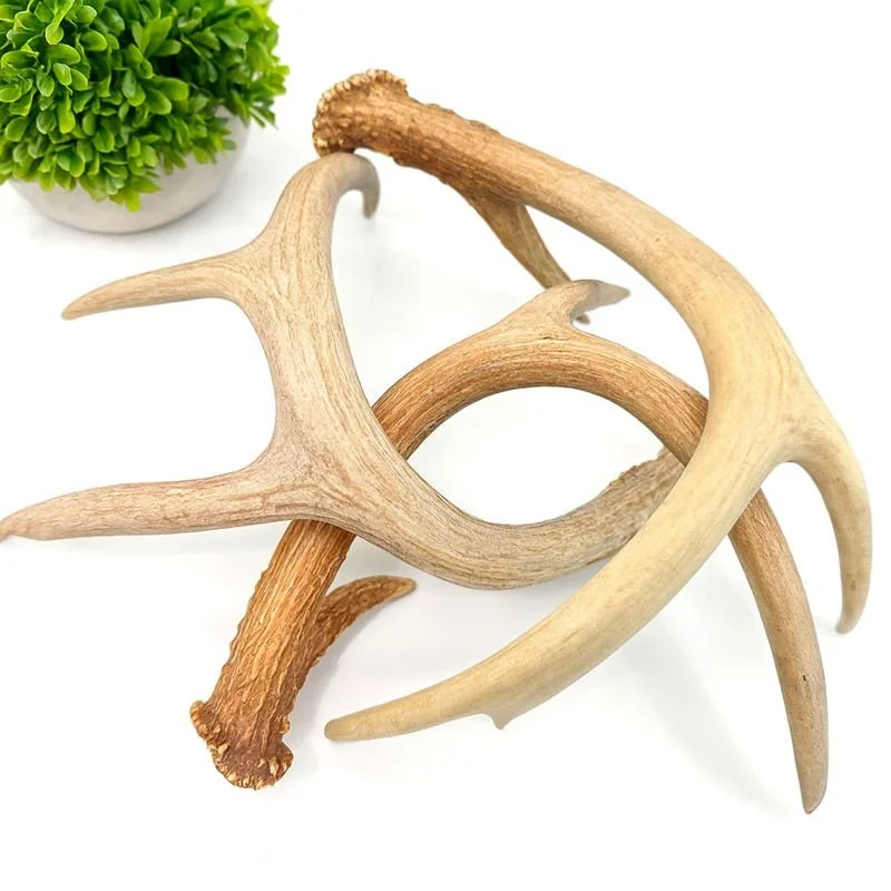 Whole Deer Antler Sheds