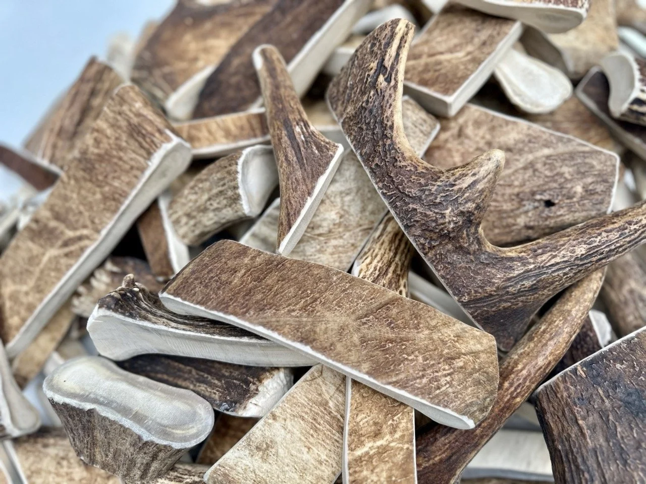 Moose Antler Dog Chews