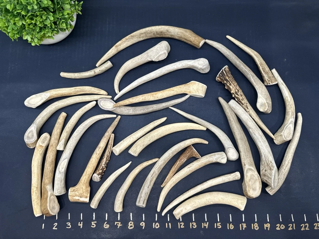 Deer Antler Dog Chews - Tines