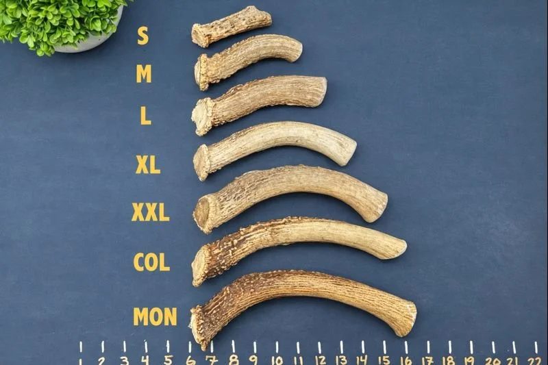 Deer Antler Dog Chew - Bases 3.jpeg