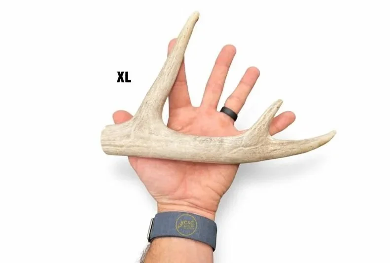 Deer+Antler+Dog+Chews+-+Beam+Ends+XL.jpg